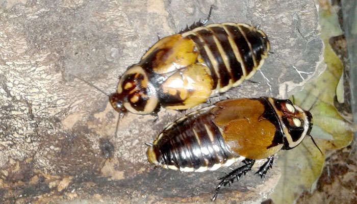 Dos cucarachas