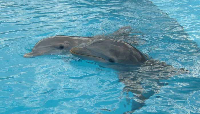 Varios delfines