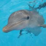 La gestación y reproducción del delfín