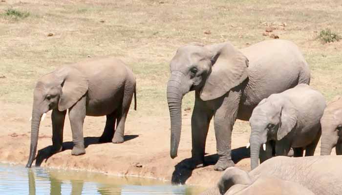 Crías de elefante