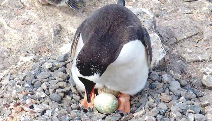 Gestación del pinguino