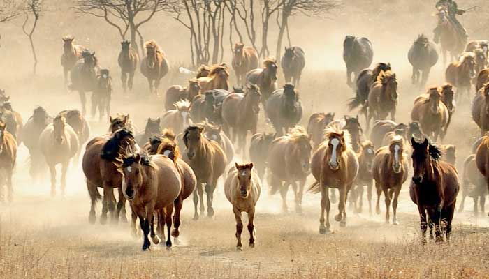 Caballos corriendo