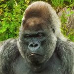 La gestación y reproducción del gorila