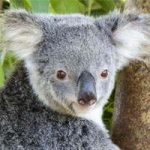 La gestación y reproducción del koala