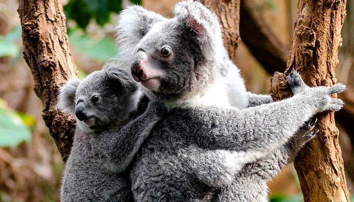 Koala y su cría