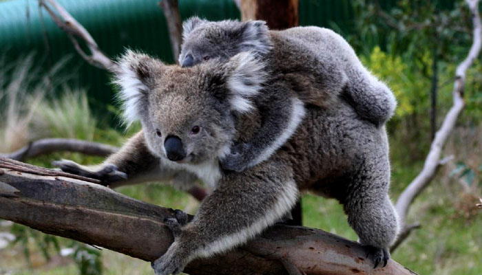 Koala y su cría