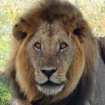 La gestación y reproducción del león