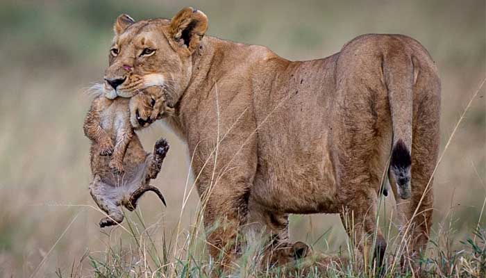 Top 77+ imagen cuantas crias tienen los leones por camada