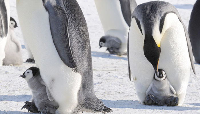 La gestación y reproducción del pingüino