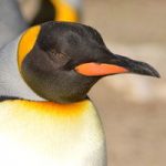 La gestación y reproducción del pingüino