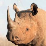 La gestación y reproducción del rinoceronte