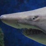 La gestación y reproducción del tiburón