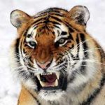 La gestación y reproducción del tigre