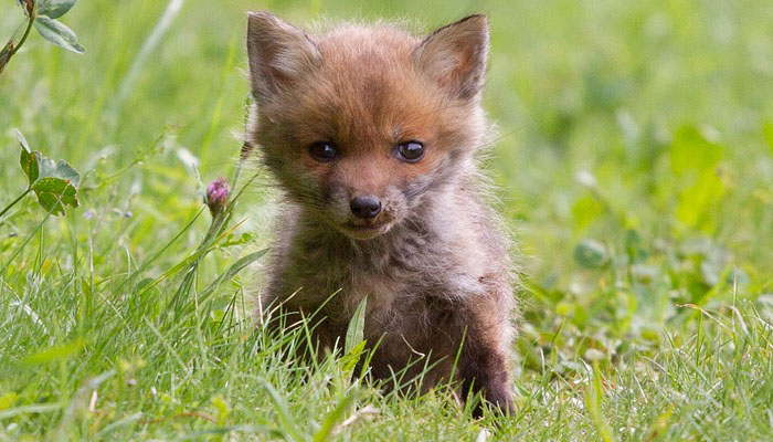 Zorro pequeño