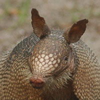 armadillo