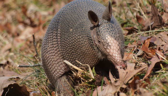 armadillo