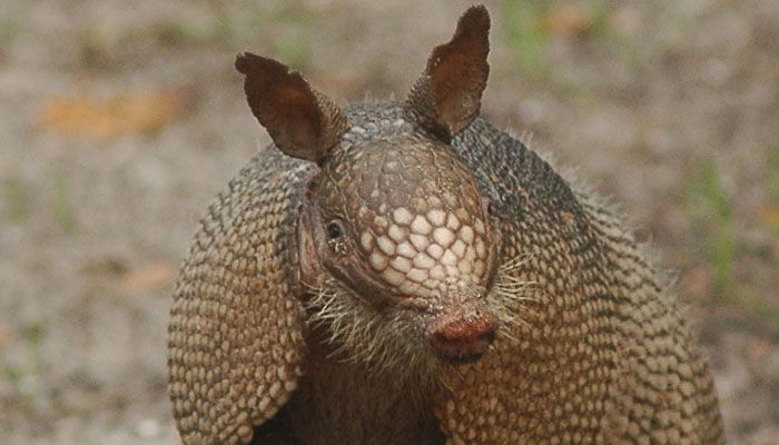 armadillo