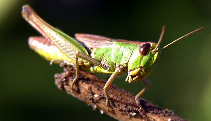 Grillo, insecto