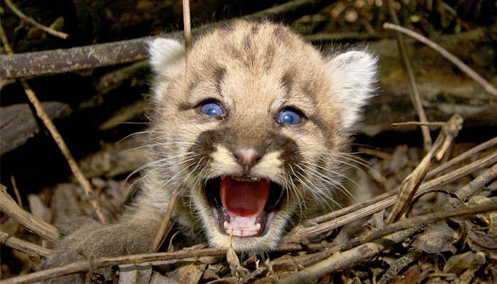 Cachorro puma