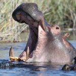 La gestación y reproducción del hipopótamo