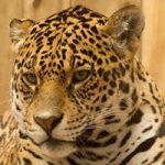 Jaguar, felinos