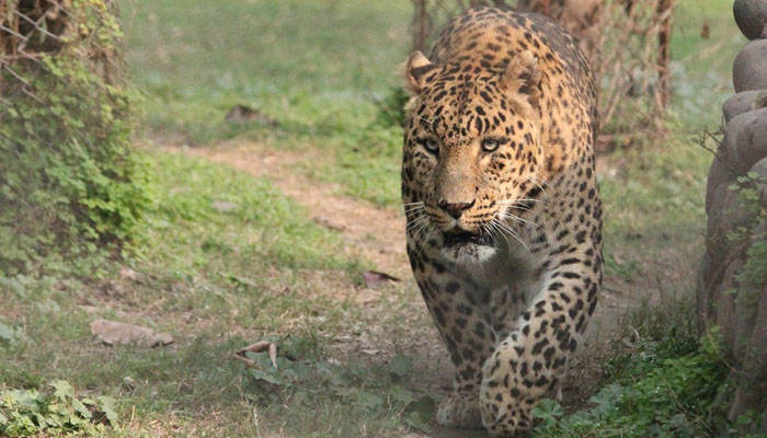 La gestación y reproducción del jaguar