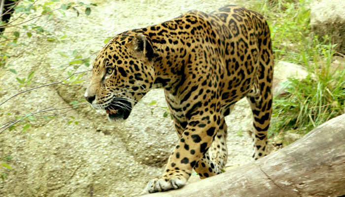 Jaguar , felino