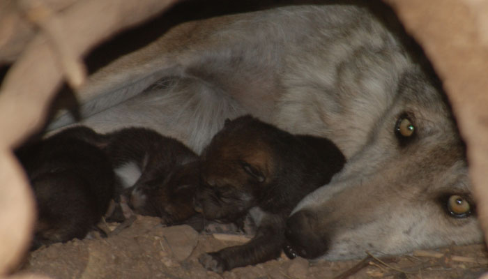 Loba con sus crías