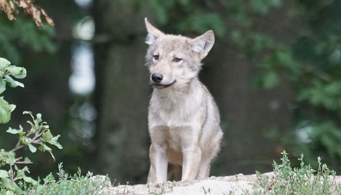 La gestación y reproducción del lobo