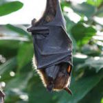La gestación y reproducción del murciélago