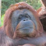 La gestación del orangután