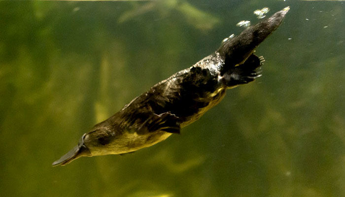 Ornitorrinco nadando