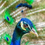 La gestación y reproducción del pavo real