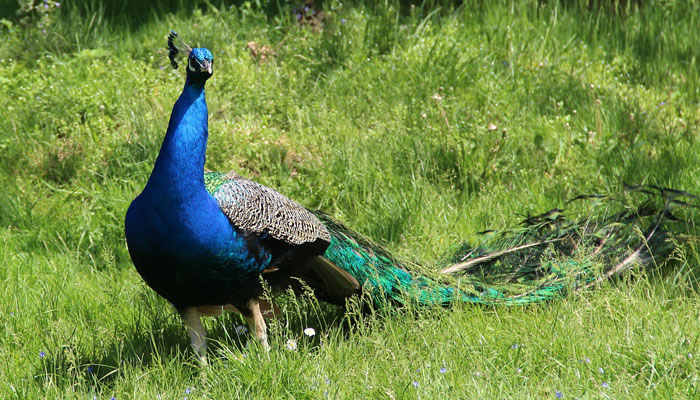 Pavo real adulto