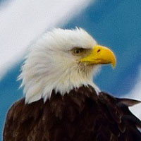 La gestación o reproducción de las águilas