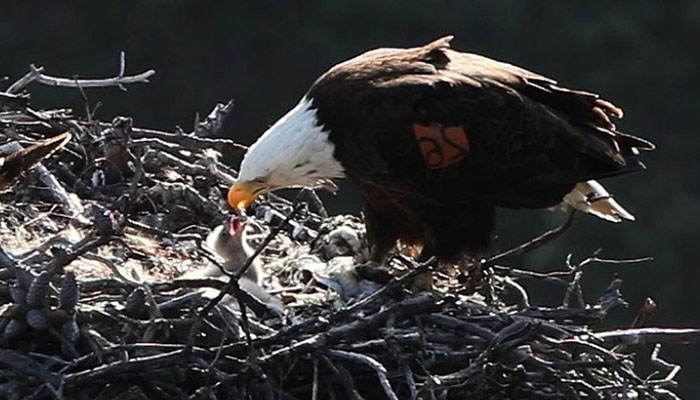 águila en su nido