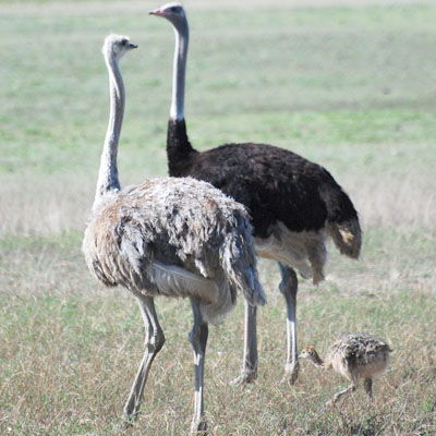 Familia de avestruz