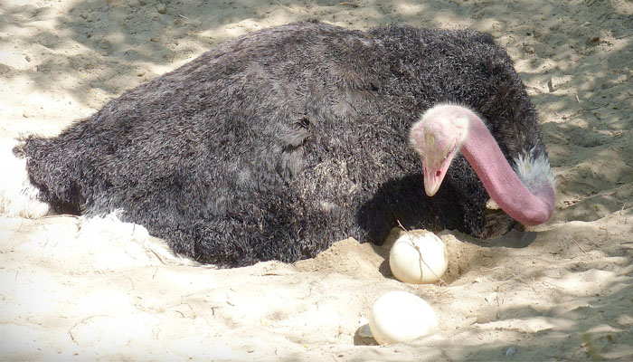 La gestación y reproducción del avestruz