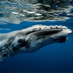 La gestación y reproduccion de las ballenas