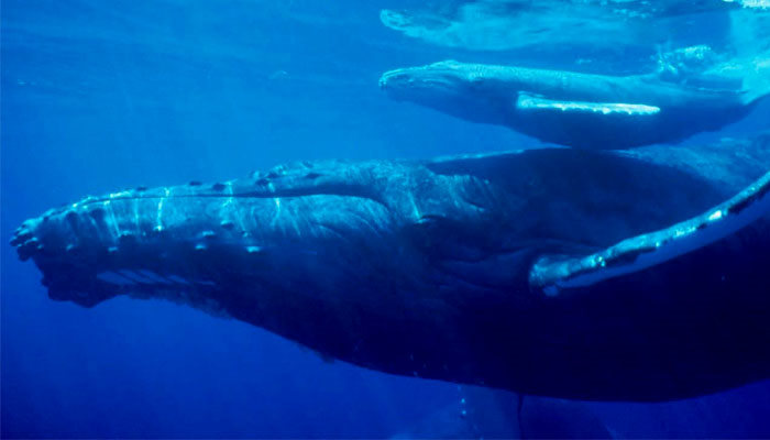 Ballena azul bebé