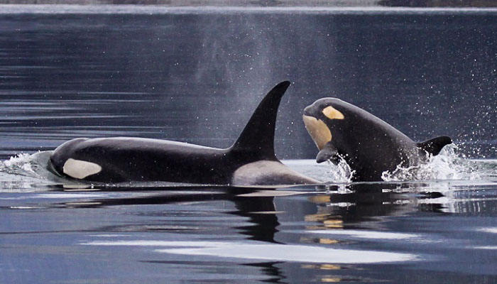 Ballenas