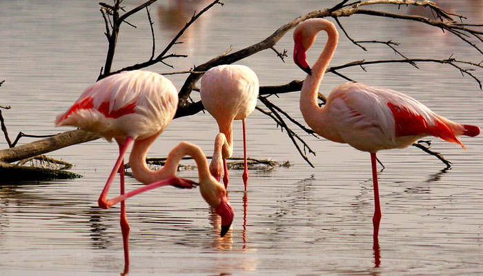 Flamencos en el agua