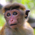 La gestación y reproducción del mono
