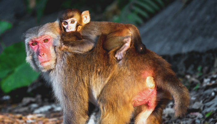 Cría de mono y su madre