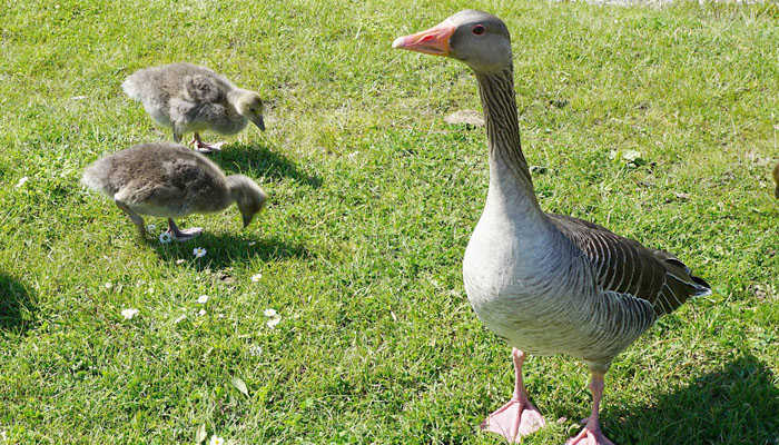 La Gestacion Y Reproduccion De Los Patos