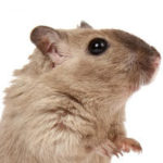 La gestación y reproducción de los ratones