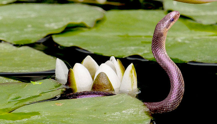 Serpiente nadando