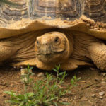 La gestación y reproducción de las tortugas