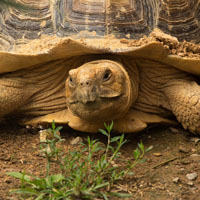 La gestación y reproducción de las tortugas
