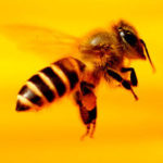 La gestación de las abejas